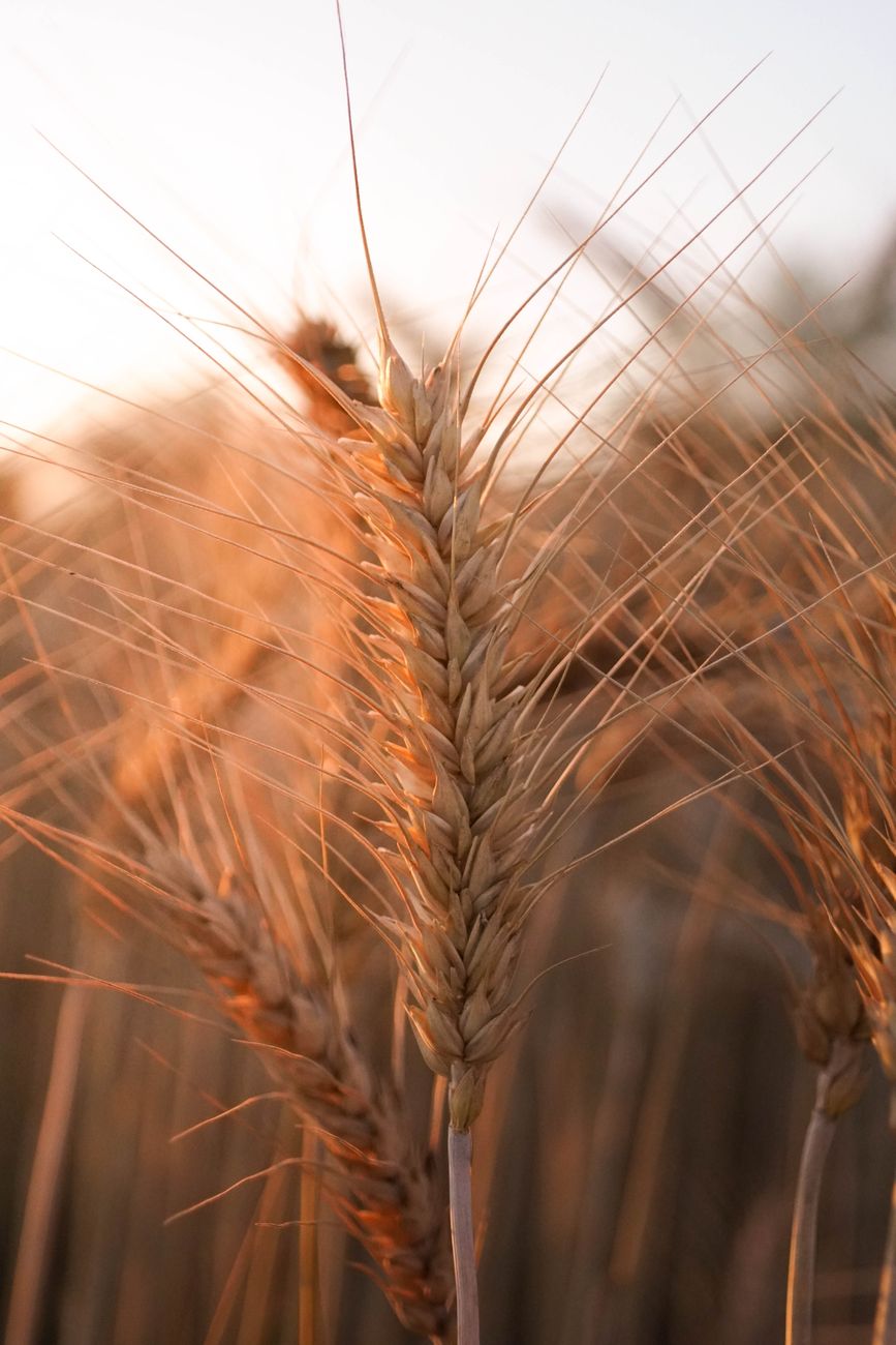Menos hectáreas para trigo en el sudoeste bonaerense
