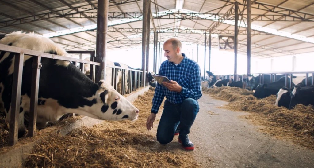 La sanidad y el confort de las vacas lecheras se posicionan como ejes de la producción&nbsp;moderna