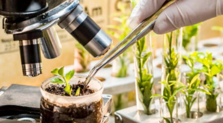 Reforma en propiedad intelectual impulsa biotecnología en el agro argentino y se integra a estándares&nbsp;globales