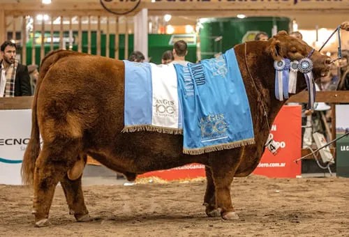 Con el boom ganadero la genética argentina conquista el mundo: Kazajistán, Estados Unidos y Canadá ya buscan embriones de Angus nacional
