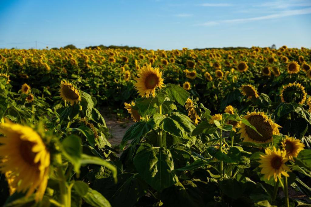 Girasol de nueva generación: la apuesta genética de Zeta Semillas