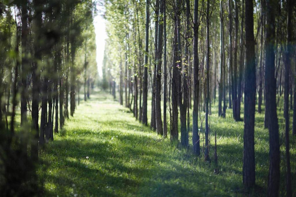 Inversiones forestales chocan con logistica deficiente y caida de&nbsp;consumo