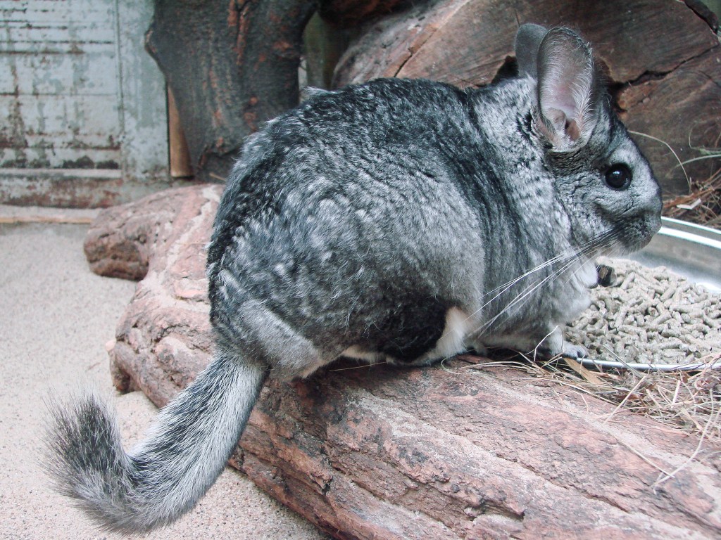 Chinchilla: qué sabés del roedor que casi&nbsp;desaparece