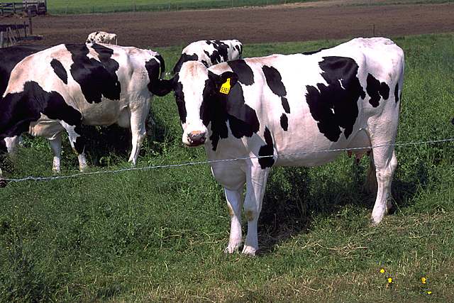 La carne argentina en su mejor momento de los últimos 10 años: las exportaciones alcanzaron USD 3.464 millones