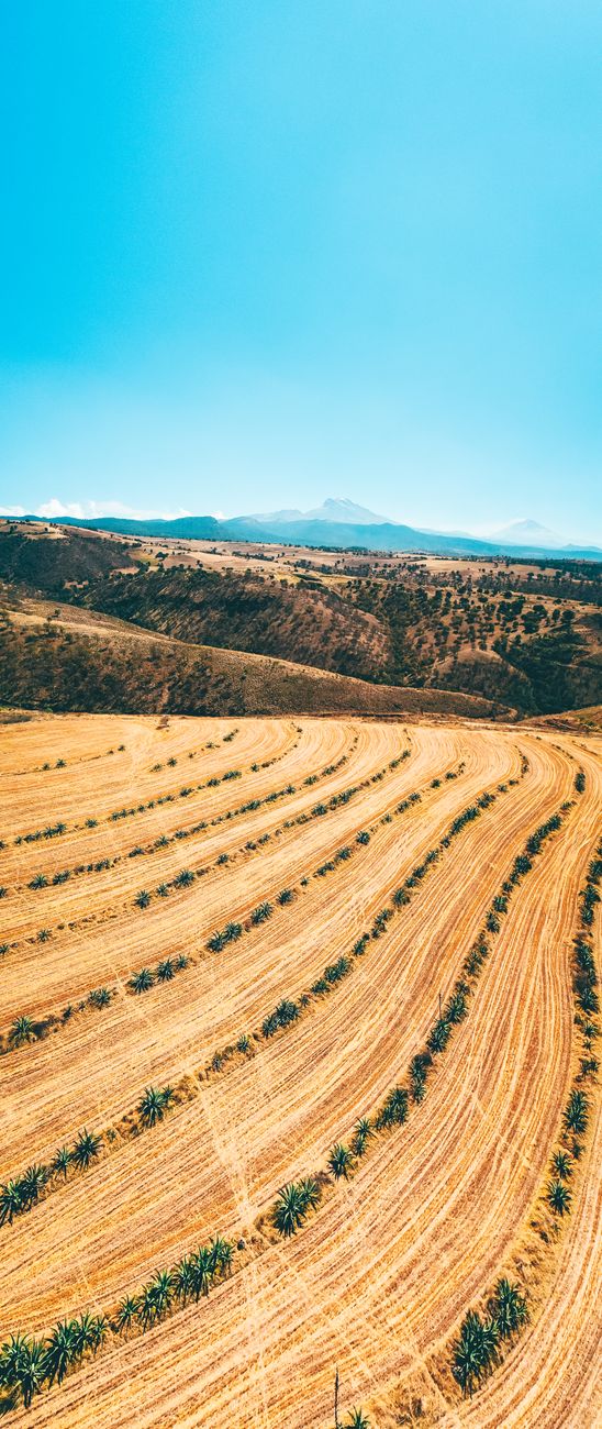 Biodiésel: el factor que potencia la demanda de aceite de soja&nbsp;argentino