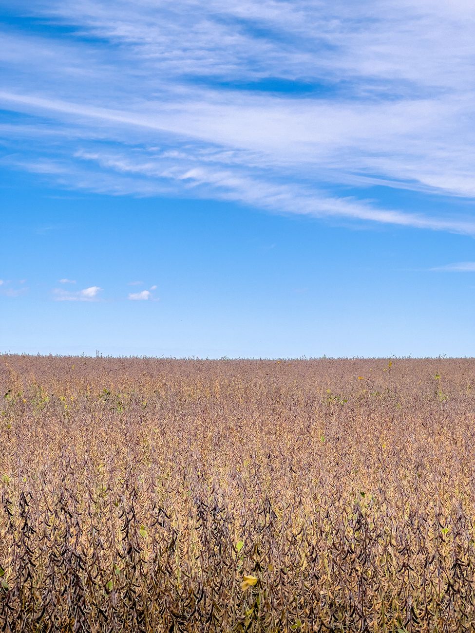 Exportaciones récord agroindustriales reviven debate sobre inclusión de&nbsp;pymes